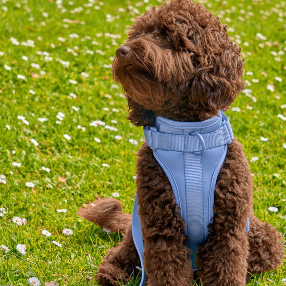 Comfy & Cushioned Dog Hardness M
